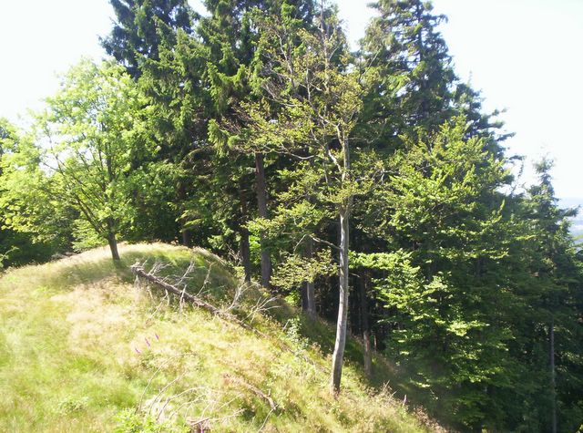 De top van een heuvel in de omgeving  van Winterberg: Elkeringhausen Sauerland